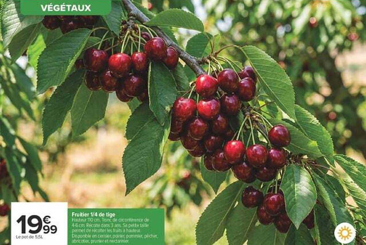 Fruiter 1/4 de tige