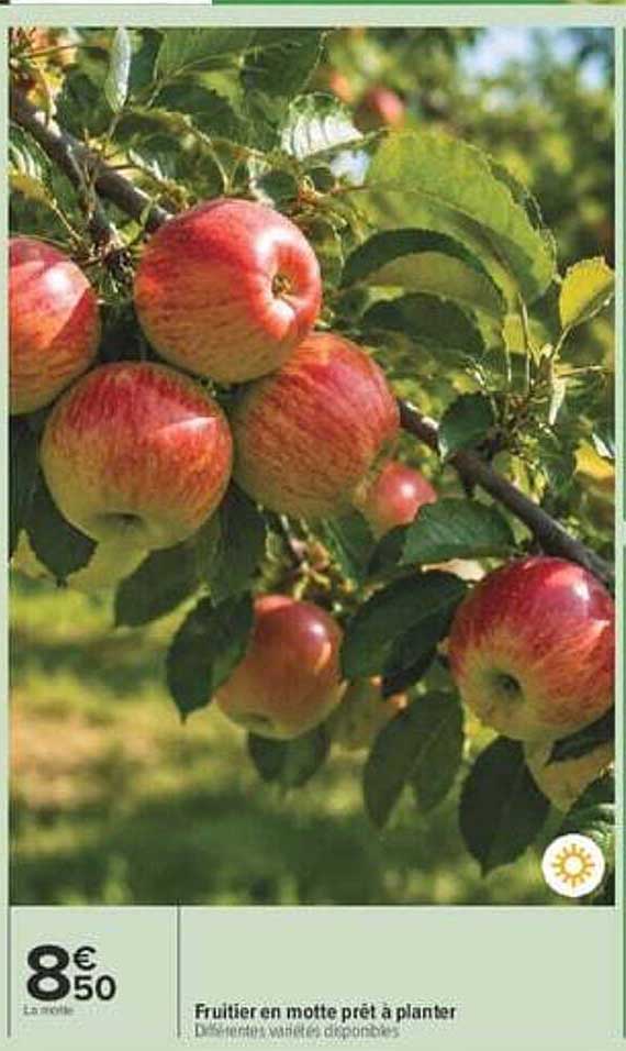 Fruiter en motte prêt à planter
