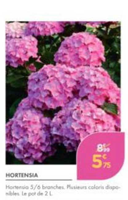 HORTENSIA