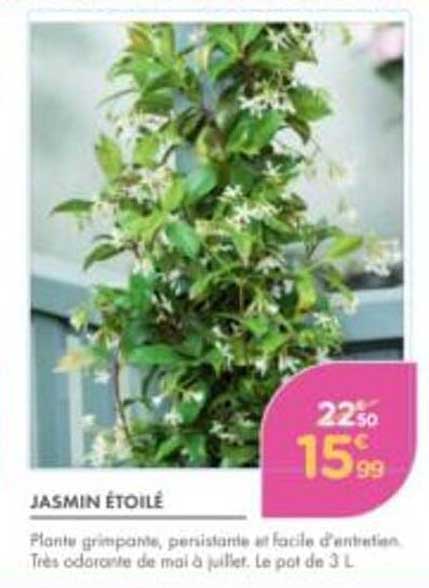 JASMIN ÉTOILÉ