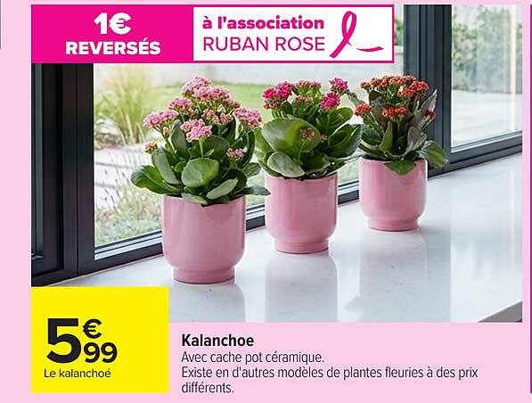 Kalanchoe