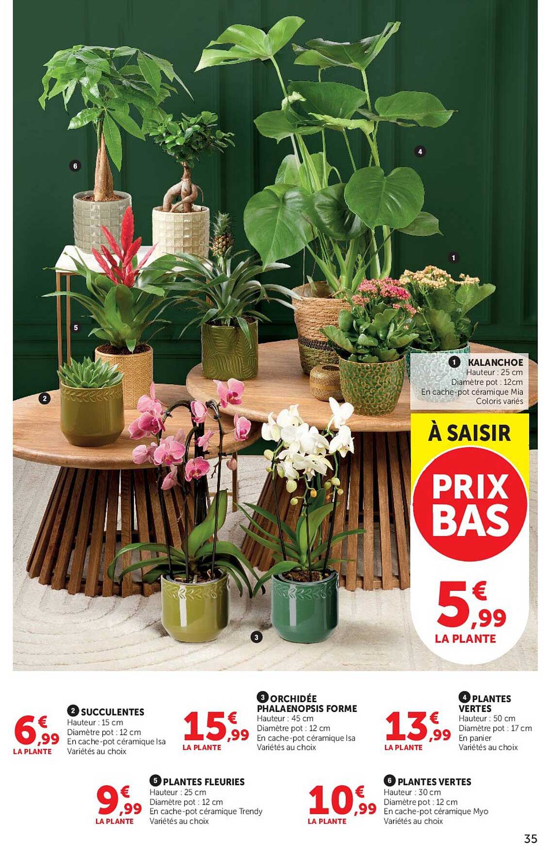 KALANCHOE