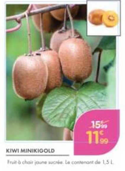 KIWI MINIKIGOLD