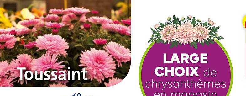 LARGE CHOIX de chrysanthèmes en magasin