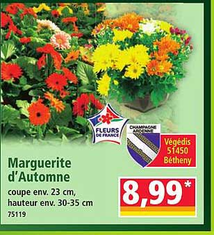 Marguerite d’Automne