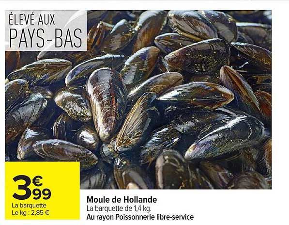Moule de Hollande