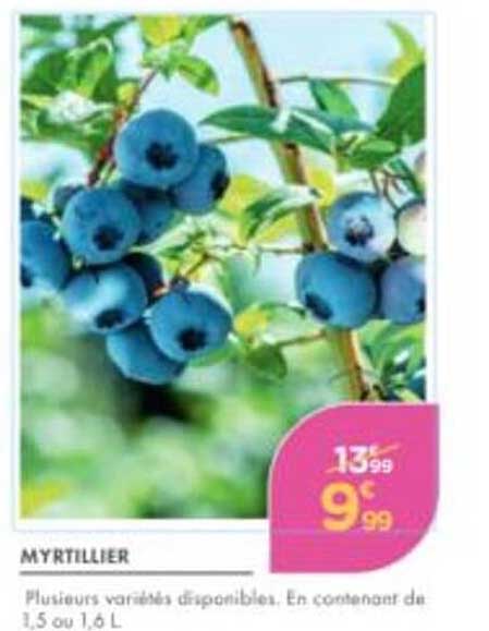 MYRTILLIER