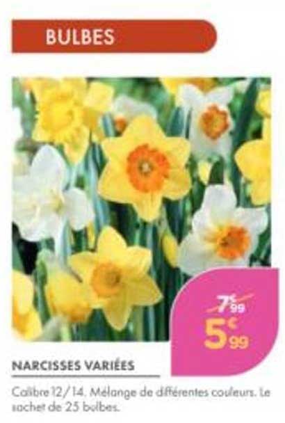 NARCISSES VARIÉES