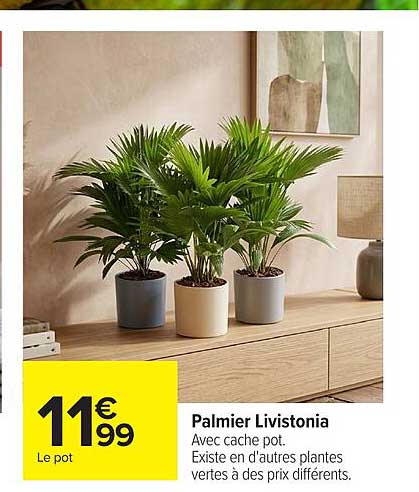 Palmier Livistonia
