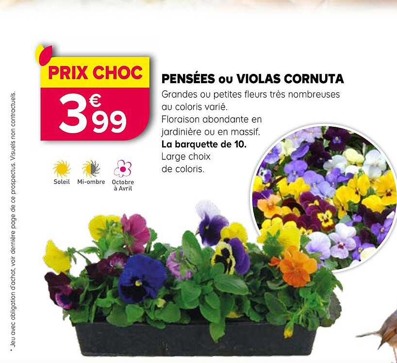PENSÉES ou VIOLAS CORNUTA