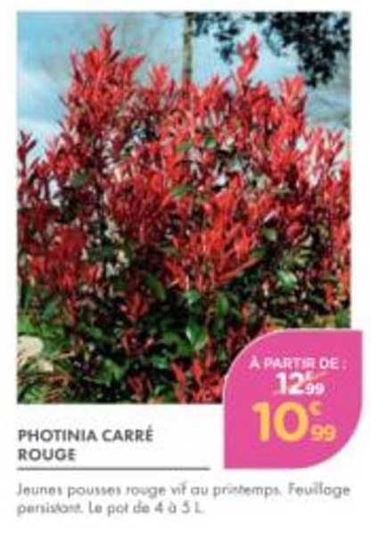 PHOTINIA CARRÉ ROUGE