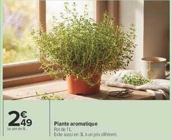 Plante aromatique