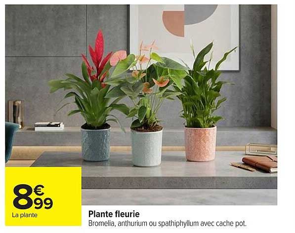 Plante fleurie