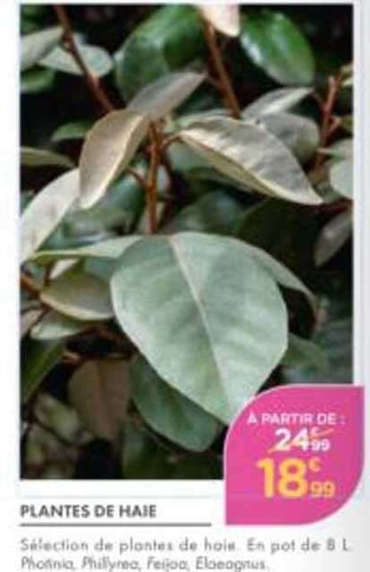 PLANTES DE HAIE