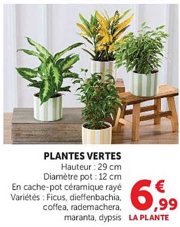 PLANTES VERTES
