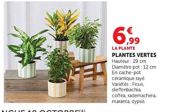 PLANTES VERTES