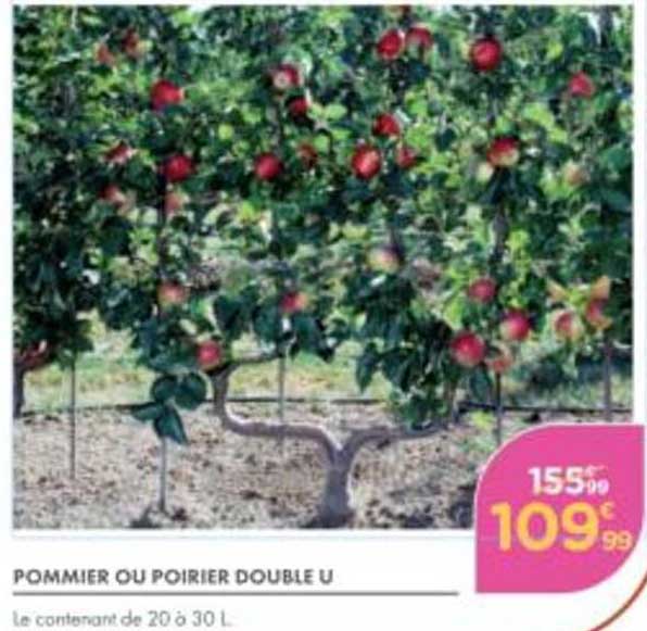 POMMIER OU POIRIER DOUBLE U
