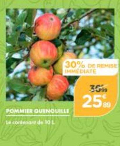 Pommier Quenouille
