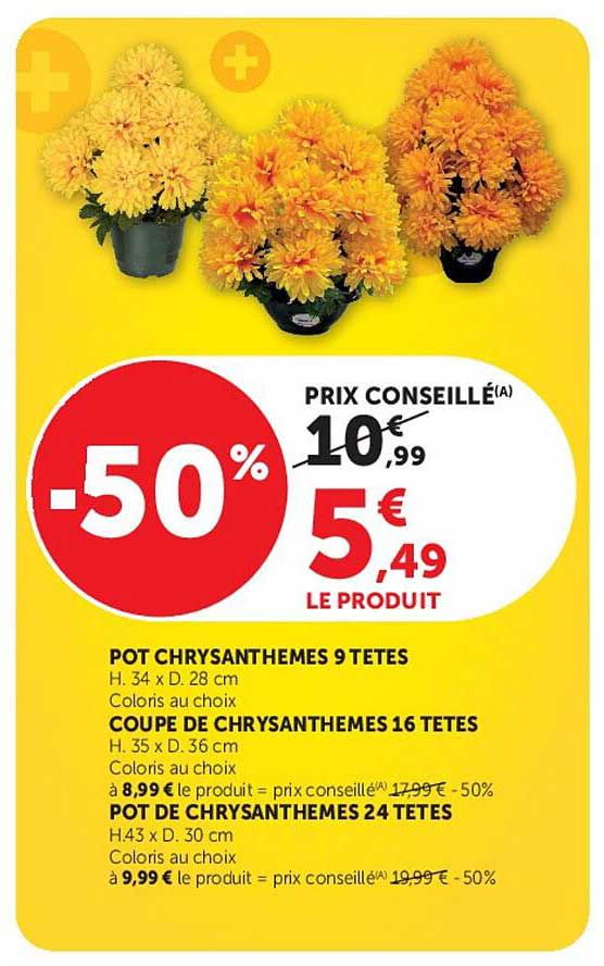 POT CHRYSANTHEMES 9 TETES