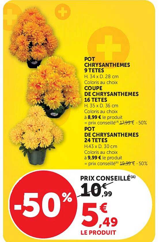 POT CHRYSANTHEMES 9 TETES