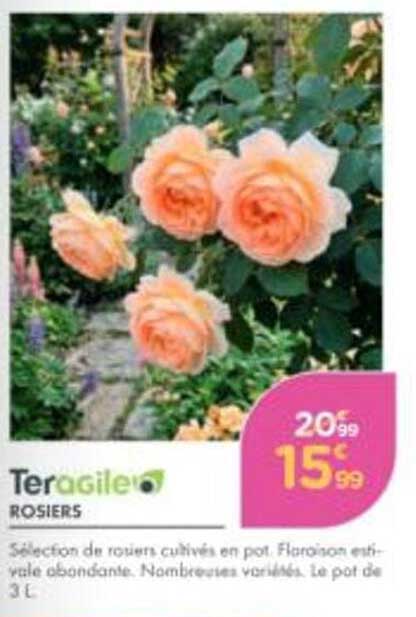 Teragile ROSIERS