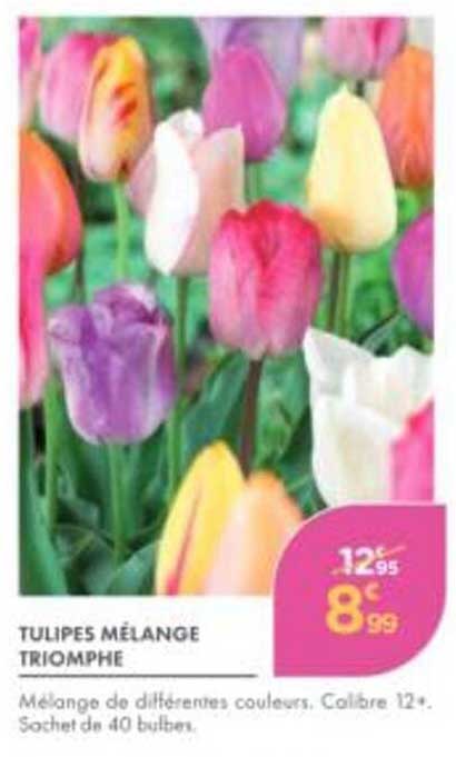TULIPES MÉLANGE TRIOMPHE