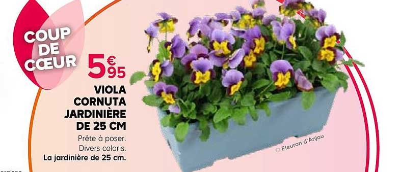 VIOLA CORNUTA JARDINIÈRE DE 25 CM