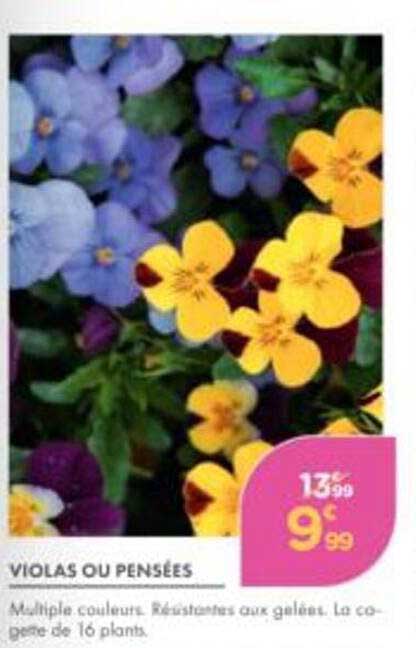 VIOLAS OU PENSÉES