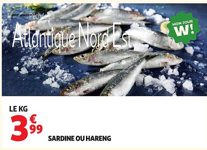 SARDINE OU HARENG