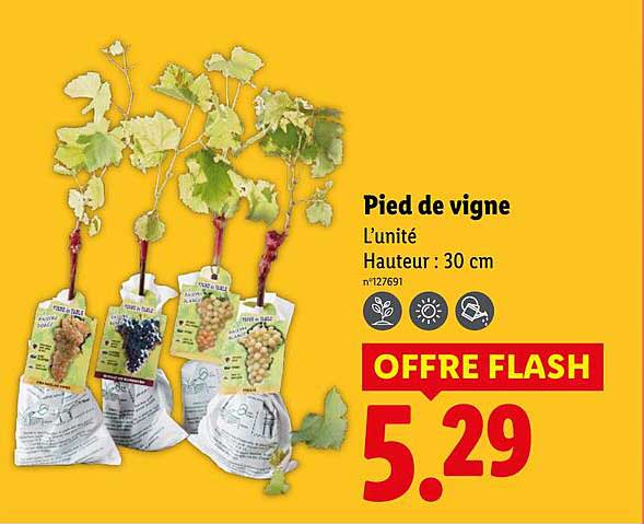 Pied De Vigne Prix
