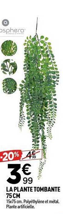 LA PLANTE TOMBANTE 75 CM
