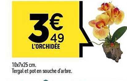 L'ORCHIDÉE