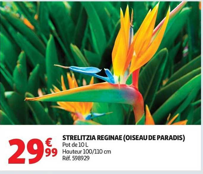 STRELITZIA REGINAE (OISEAU DE PARADIS)