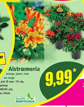 Alstrœmeria