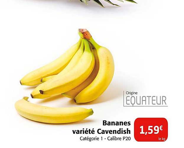 Bananes variété Cavendish