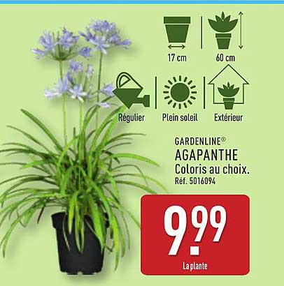 GARDENLINE® AGAPANTHE Coloris au choix.