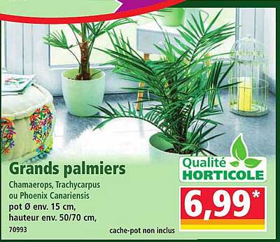 Grands palmiers