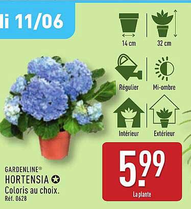 HORTENSIA Coloris au choix
