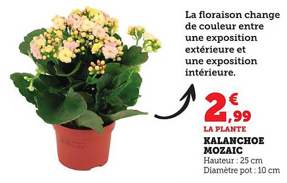 KALANCHOE MOZAIC