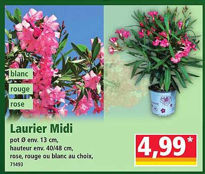 Laurier Midi