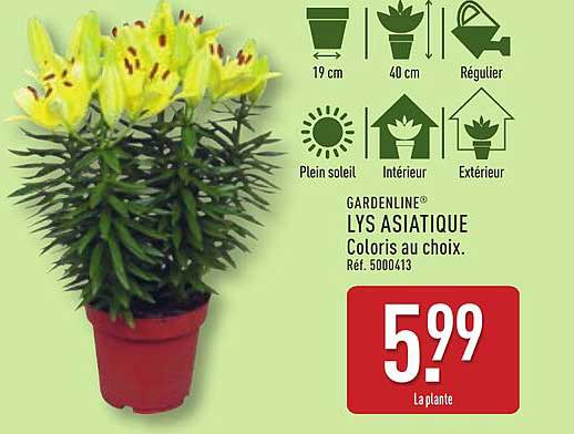 LYS ASIATIQUE