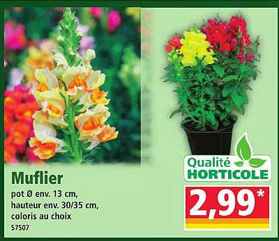 Muflier