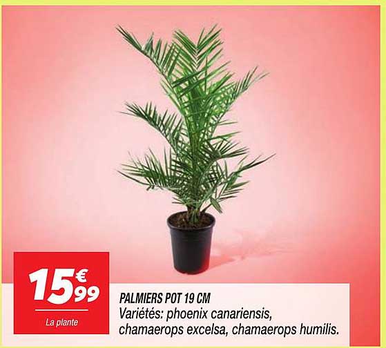 PALMIERS POT 19 CM