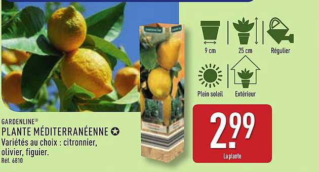 PLANTE MÉDITERRANÉENNE