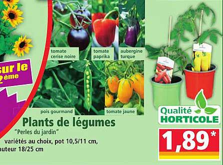 Plants de légumes