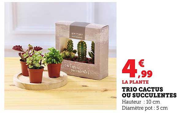 TRIO CACTUS OU SUCCULENTES