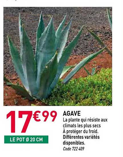 AGAVE
