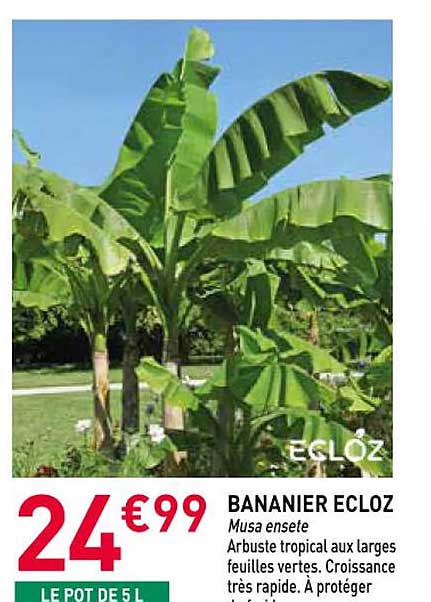 BANANIER ECLOZ