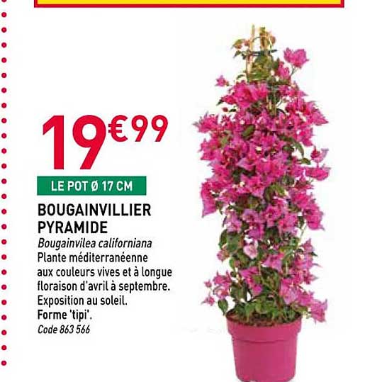 BOUGAINVILLIER PYRAMIDE