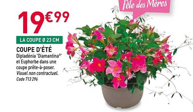 COUPE D'ÉTÉ